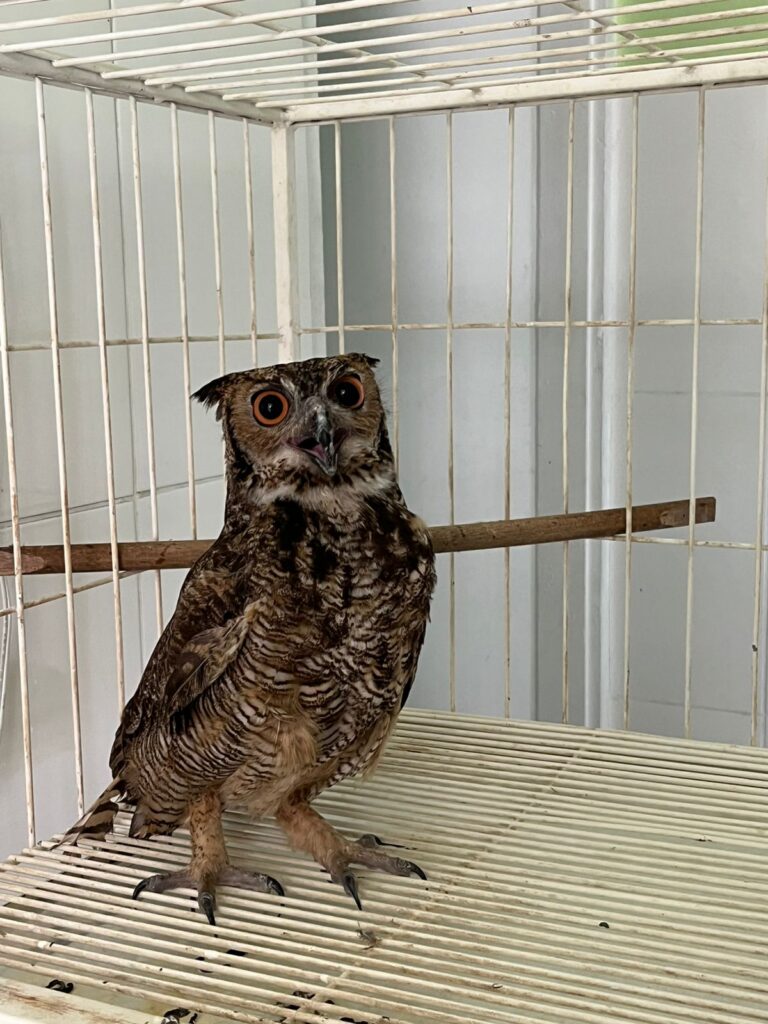 Rodovias concessionadas de Minas Gerais já resgataram cerca de 270 animais em 2025